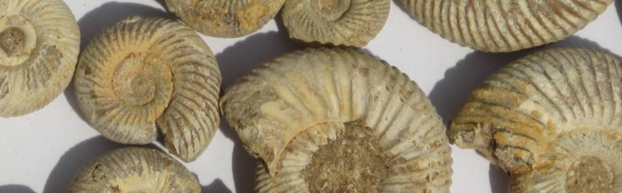 cambrian geology on trolling with logic with fred bowyer